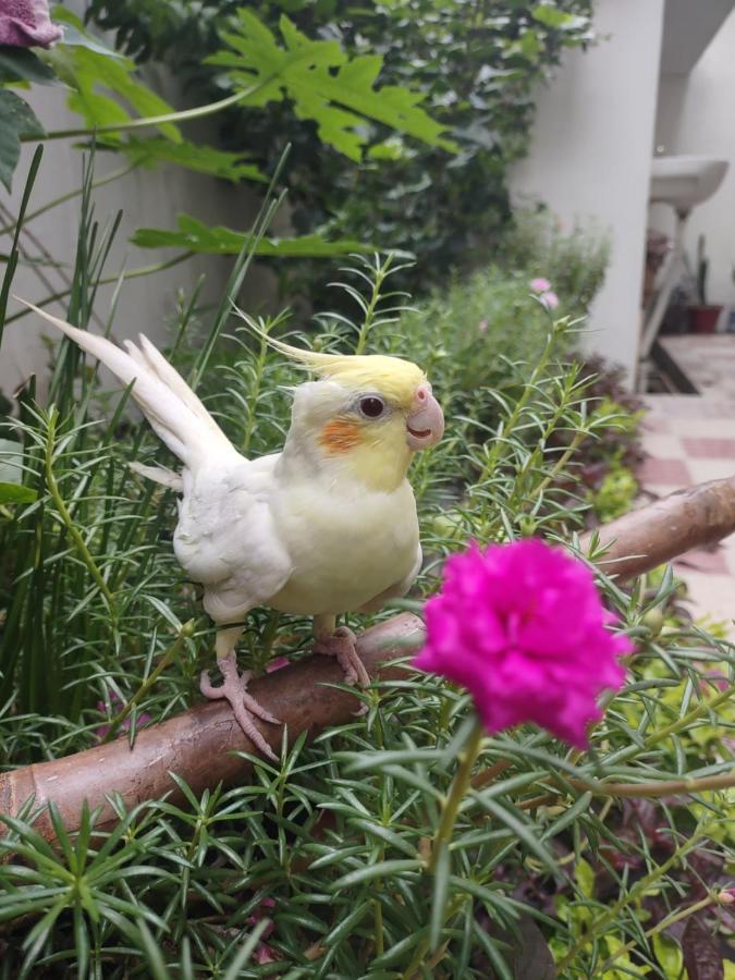 Paarijaat Homestay & Guesthouse Ayodhya Bagian luar foto